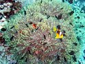 DSC09356 - 050330 - Farce Mahmoud - Anemone & Poissons clown